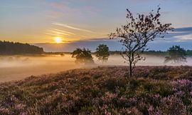 Nebliger Sonnenaufgang von Steven Driesen