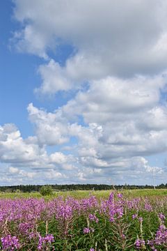 Un champ en fleur sous un ciel d'été sur Claude Laprise
