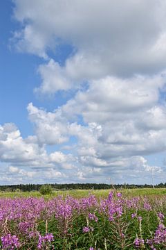 Ein blühendes Feld unter einem Sommerhimmel von Claude Laprise