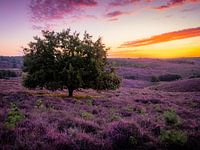 Purpleland