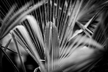 Palme von Rob Boon