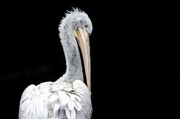 Pelikaan tegen donkere achtergrond