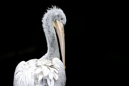 Pélican sur fond sombre