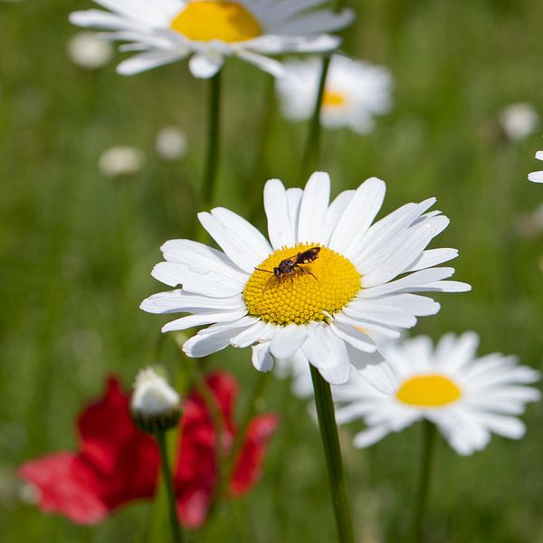 Marguerite with insect by Fenneke Visscher