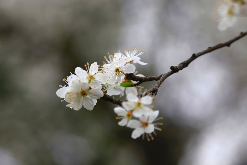 Spring Awakening by Thomas Jäger