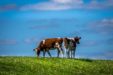 Holland by Alfred de Bruin