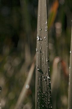 Brin d'herbe sur Pixel4ormer