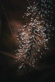 Morning Dew by Pixel4ormer