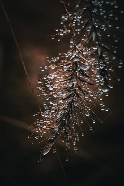Morgentau von Pixel4ormer