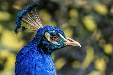 Blauwe Pauw - Pavo cristatus van Rob Smit