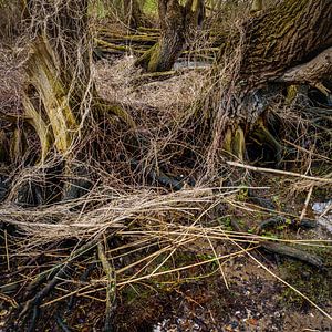 Baum-Wildnis