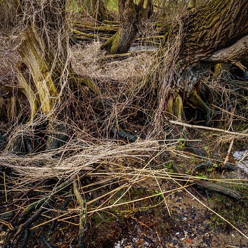 Arbres sauvages