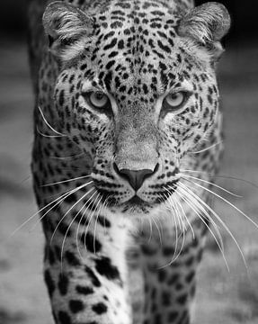 Le léopard s'adresse à vous en noir et blanc sur Patrick van Bakkum