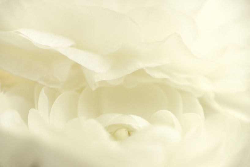 Witte bloem par Gonnie van de Schans