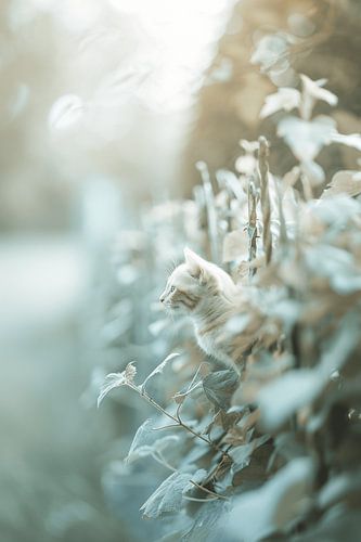 The Magic of Morning Walks with Cats