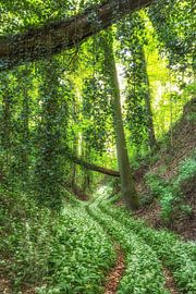 Hohlweg mit Bärlauch