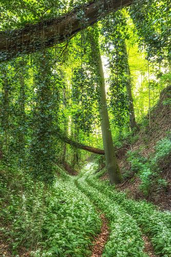 Sunken path with wild garlic