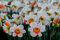 Narcissen