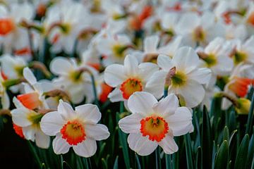 Narcissen sur Henk Langerak