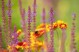 Zacht getekende bloemenweide met gele asters en bloeiende salie en hommel tegen lichte achtergrond van Hans-Jürgen Janda