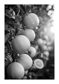 Zitronenhain in der Dämmerung mit Untergehender Sonne von Poster Art Shop