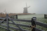 Matinée froide dans le polder