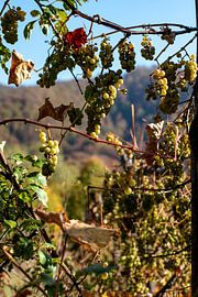 Grapes in the sun by Amber de Jongh