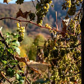 Raisins au soleil sur Amber de Jongh