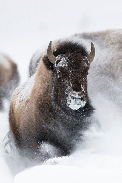 Amerikanischer Bison ( Bison bison ) bricht kraftvoll durch den Tiefschnee van wunderbare Erde