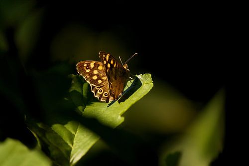 Bont Zandoogje in het licht