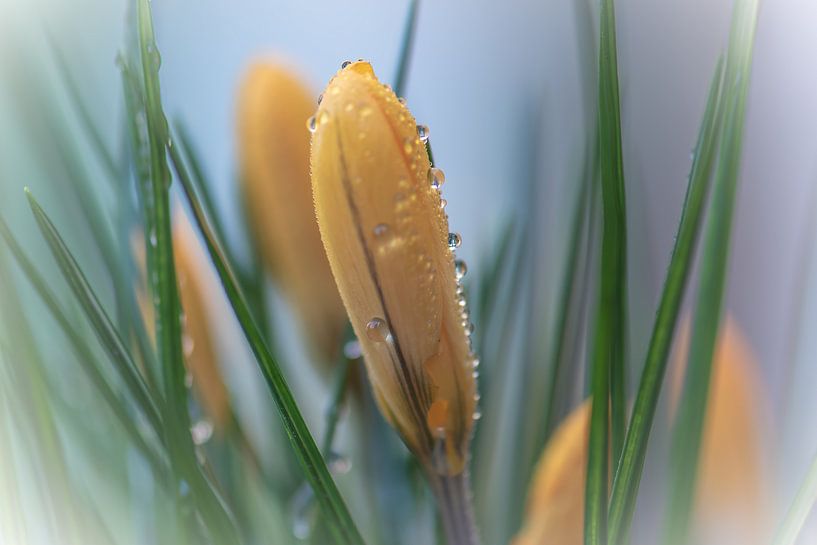 yellow dew crocus by Tania Perneel