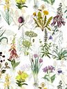 Antieke geneeskrachtige kruiden weide van Floral Abstractions thumbnail