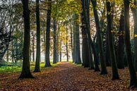 Sonnenaufgang in einem alten Wald. von Ruurd Dankloff Miniaturansicht