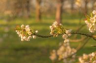 Blossom by Moetwil en van Dijk - Fotografie thumbnail