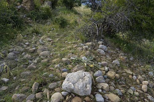 Vestiges d'une route pavée