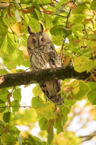 Roestende ransuil (Asio otus)