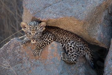 Leopard cub crawls out of den site by Jos van Bommel