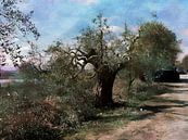 Olive Pruning Day by Dorothy Berry-Lound thumbnail