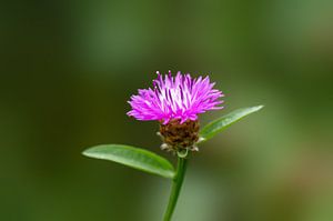 Fleurs violettes Fleur d'une floconelle sur Mario Plechaty Photography