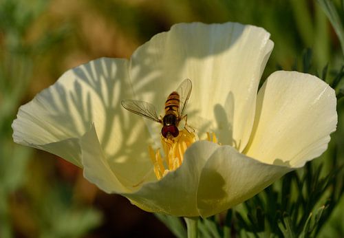 Bonnet de couchage avec mouche de l'ulcère sur Leo Langen