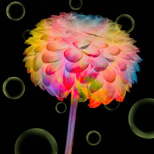 Dahlia multicoloured art II by Klaartje Majoor