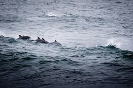 Dolphins near the coast of Cape Town, South Africa by Marcel Alsemgeest