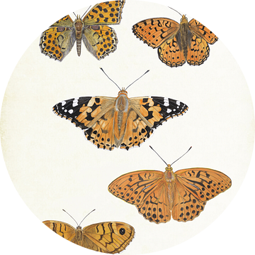 Vlinders: Parlemoervlinders, Distelvlinder, Keizersmantel, Argus van Jasper de Ruiter