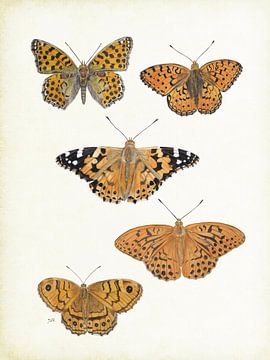 Papillons : papillon perlé, papillon chardon, manteau d'empereur, Argus sur Jasper de Ruiter