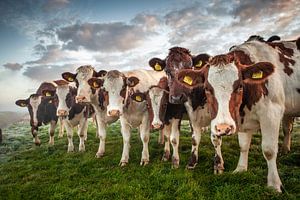 Sieben Kühe in einem Polder von Frans Lemmens