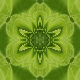 Healing von Herzblüte