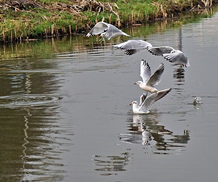 seagulls above the water by joyce kool