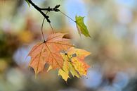 Esdoorn met herfstverkleuring van Heiko Kueverling thumbnail