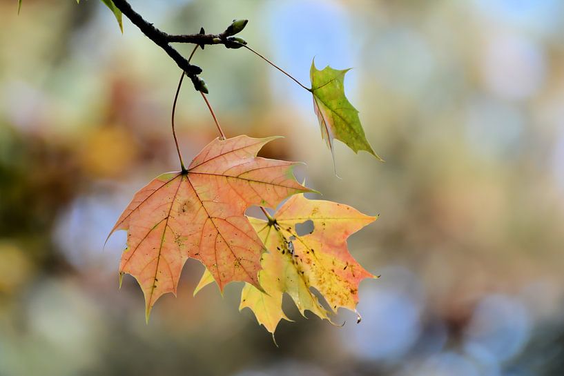 Esdoorn met herfstverkleuring van Heiko Kueverling