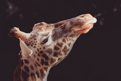 Giraffe in the morning sunlight.